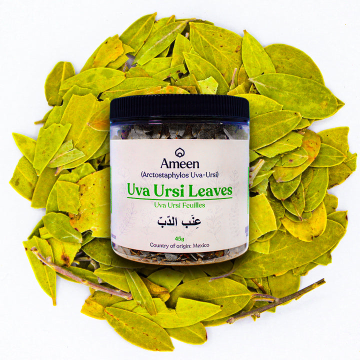 Botanical Name: Arctostaphylos uva-ursi
Common Names:
English: Uva Ursi, Bearberry, Kinnikinnick, Hogberry, Upland Cranberry, Rockberry, Sandberry, Crowberry
Spanish: Uva de Oso
French: Busserole, Raisin d’Ours
German: Bärentraube
Arabic: عنب الدب (Inab al-Dubb)
Chinese: 熊果 (Xióng guǒ)
Russian: Толокнянка (Toloknyanka)