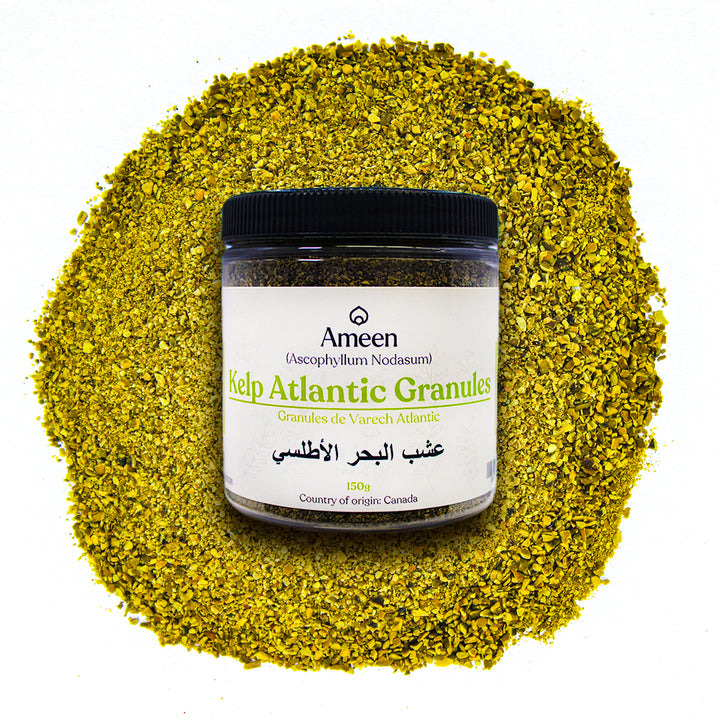 Atlantic Kelp, Knotted Wrack, Egg Wrack, Rockweed, Seawrack, Norwegian Kelp, Fucus nodosus, Brown Seaweed, Norwegian Wrack, Bladderwrack, Black Tang, Sea Oak, Seawrack, Algae