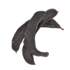 St. John's Bread, Locust Bean, Carob Tree, Ceratonia siliqua, Algarrobo, Locust Pods, Sugar Pods