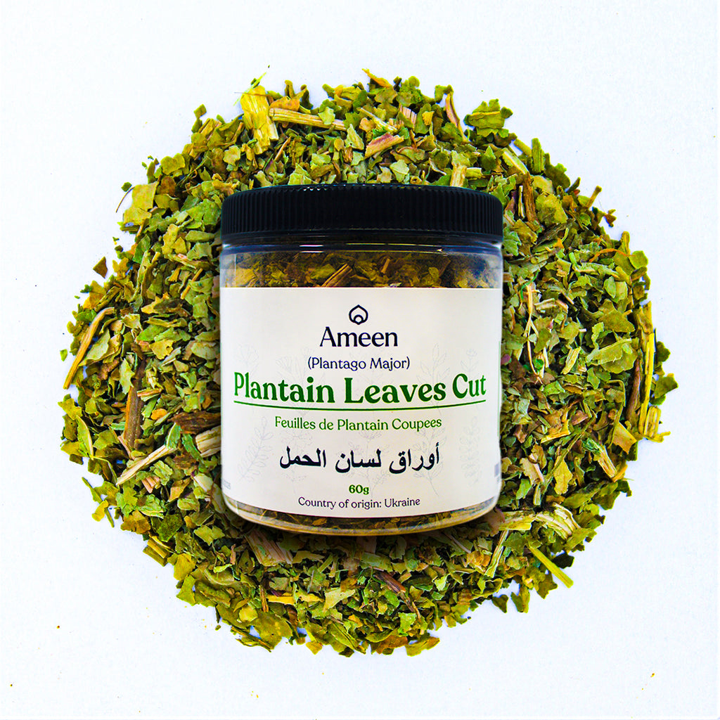 plantain Leaves, Botanical Name: Plantago major
Common Names: Broadleaf Plantain, Greater Plantain, Common Plantain, Waybread, Snakeweed, Ripple Grass, White Man's Foot, Slanlus, Plantain à Feuilles Larges (French), Llantén Mayor (Spanish), Wegerich (German), Goç Dikenotu (Turkish), Chà Đà Lạt (Vietnamese), Svetlina (Russian), Abrojo Blanco (Italian), Semalu Pokok (Malay), Plantago Comum (Portuguese), and Kalluballi (Kannada).