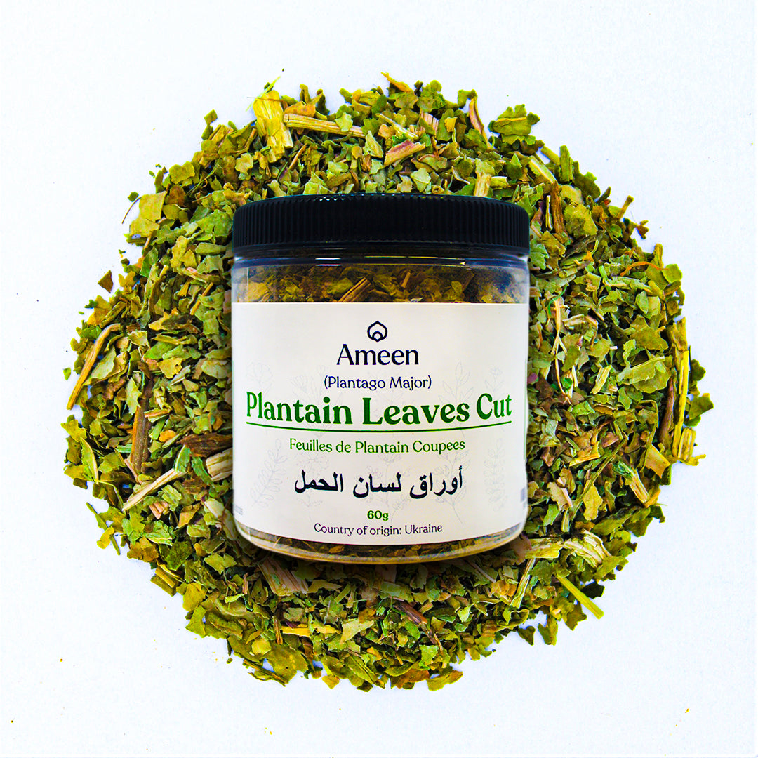 plantain Leaves, Botanical Name: Plantago major
Common Names: Broadleaf Plantain, Greater Plantain, Common Plantain, Waybread, Snakeweed, Ripple Grass, White Man's Foot, Slanlus, Plantain à Feuilles Larges (French), Llantén Mayor (Spanish), Wegerich (German), Goç Dikenotu (Turkish), Chà Đà Lạt (Vietnamese), Svetlina (Russian), Abrojo Blanco (Italian), Semalu Pokok (Malay), Plantago Comum (Portuguese), and Kalluballi (Kannada).