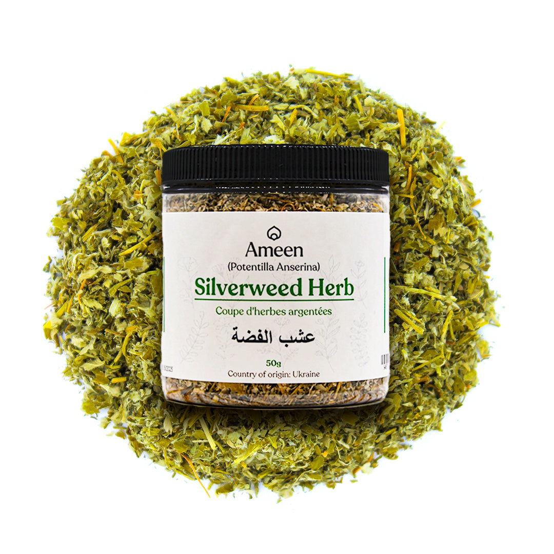 Botanical Name: Potentilla anserina
Common Names:

English: Silverweed, Goosegrass, Wild Tansy, Common Silverweed
French: Pied de Chien, Anserine
German: Silberkraut, Gänsefingerkraut
Scandinavian: Gässört (Swedish), Gåsefot (Norwegian), Hanensfot (Danish)
Other Names: Goose-tansy, Marsh Potentilla, Moor Grass, Wild Gooseweed, Anserine Goosefoot, Sormisara, Suokki