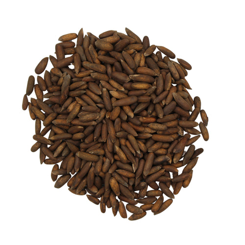 Botanical Name: Pinus gerardiana
Common Names: Afghan Pine Nuts, Chilgoza Pine Nuts, Stone Pine Nuts, Himalayan Pine Nuts
Global Names:
Pashto: چلغوزه
Dari: جلغوزه
Arabic: صنوبر أفغاني
Persian: چلغوز
Chinese: 阿富汗松子 (Āfùhàn sōngzǐ)
Turkish: Afgan Çam Fıstığı
Hindi: अफ़ग़ानी चिलगोज़ा
Russian: Афганские кедровые орехи