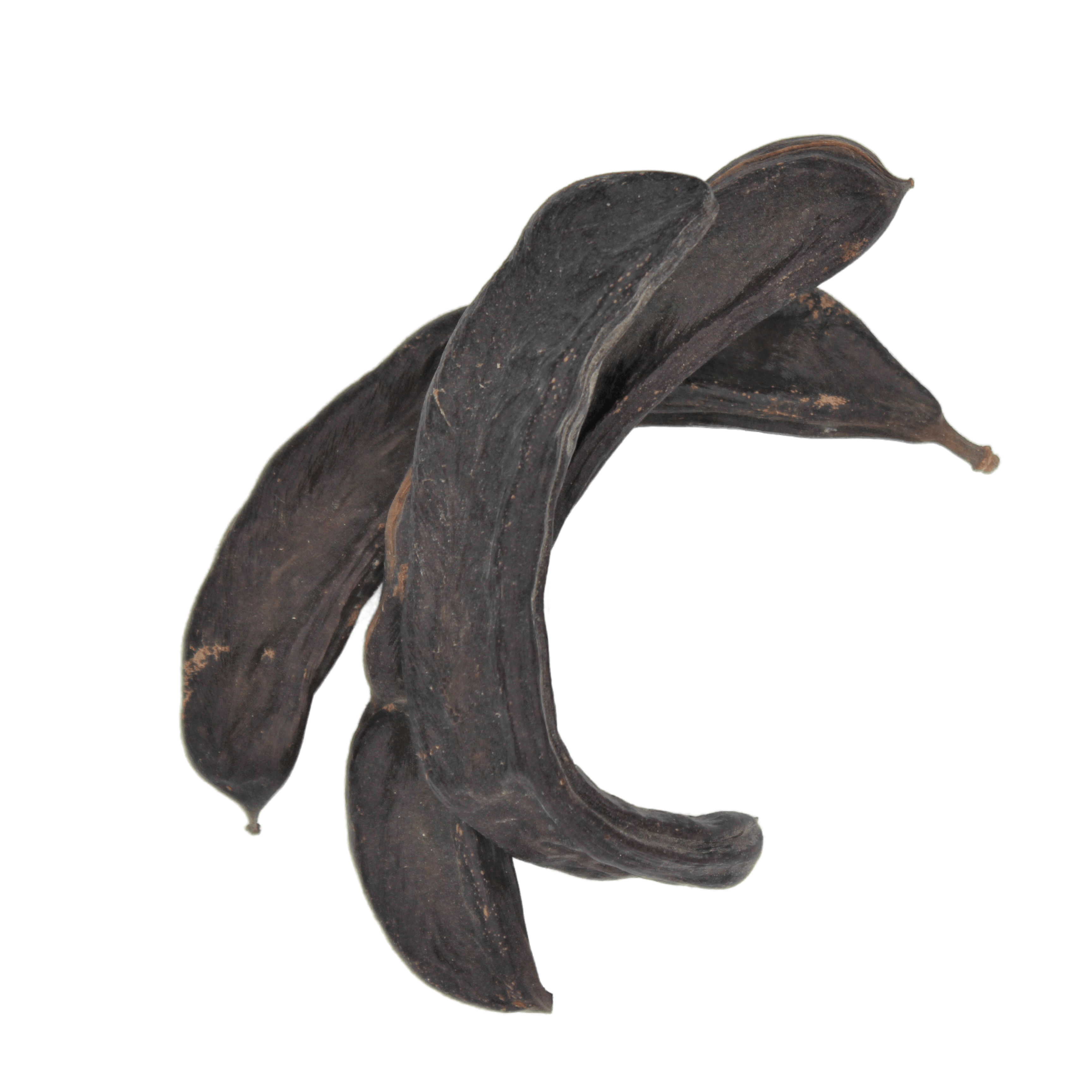 St. John's Bread, Locust Bean, Carob Tree, Ceratonia siliqua, Algarrobo, Locust Pods, Sugar Pods