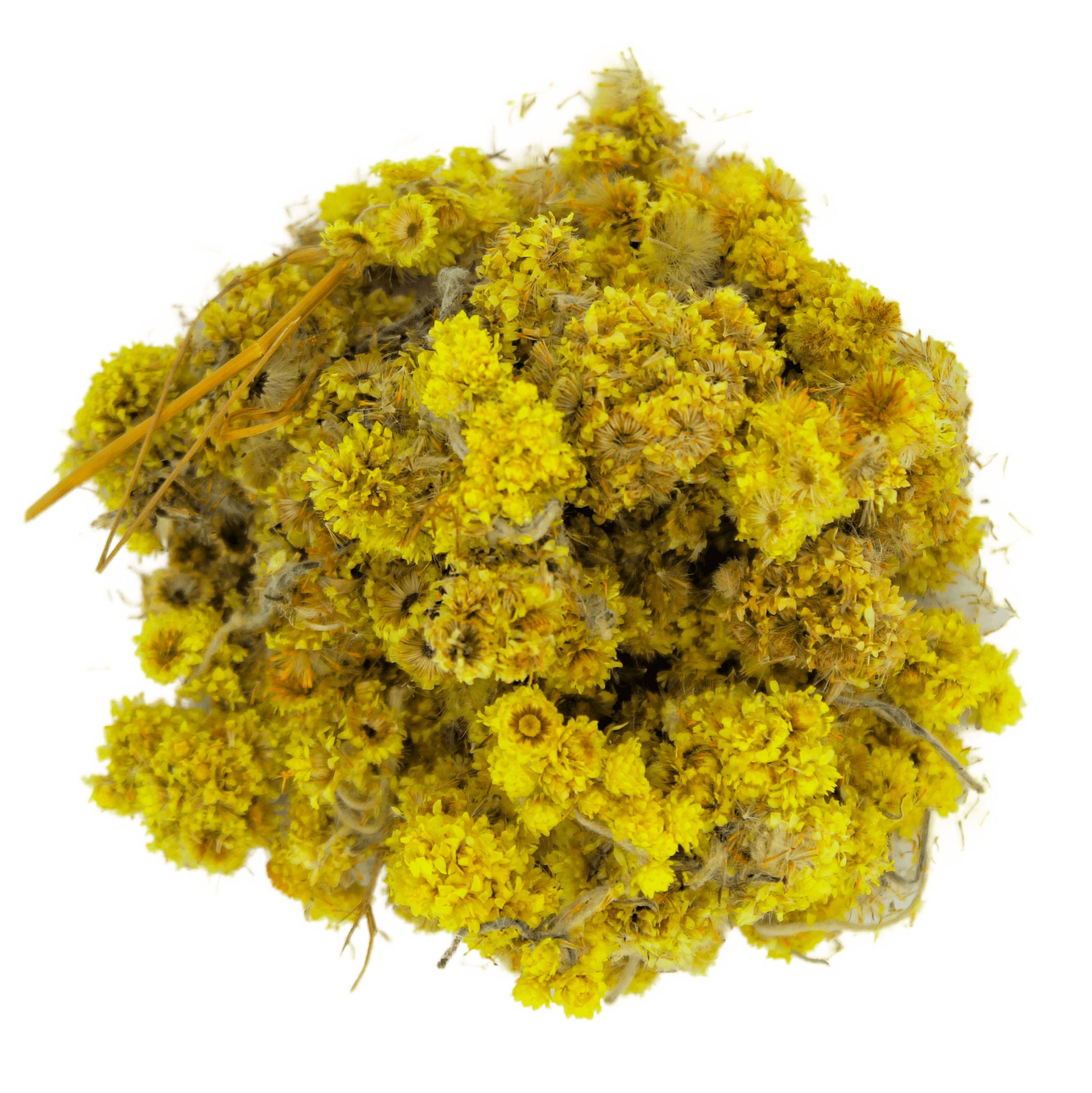 Everlasting Flower, Helichrysum, Immortelle, Eternal Flower, Curry Plant, Strawflower, Xerochrysum, Golden Everlasting, Paper Daisy, Yellow Chrysanthemum, Achillea Stoechadifolia, Aphyllees, Ball Everlasting, Barley Grass, Cudweed, Curry Bush, Currybush, Gnaphalium Pumilio, Golden Sunray, Helipterum, Marsh Everlasting, Pearly Everlasting, Pink Paper Daisy, Rabbit Tobacco, Straw Daisy, Stoechadifolia, and Xerochrysum Bracteatum