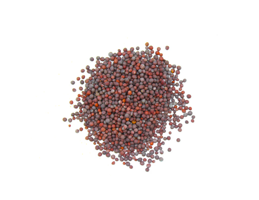 Black Mustard Seeds, Rai, Sarson, Kali Sarson, Schwarzer Senf, Moutarde noire, Senape nera, Mostaza negra, 黑芥末籽, الخردل الأسود, Mustard Black