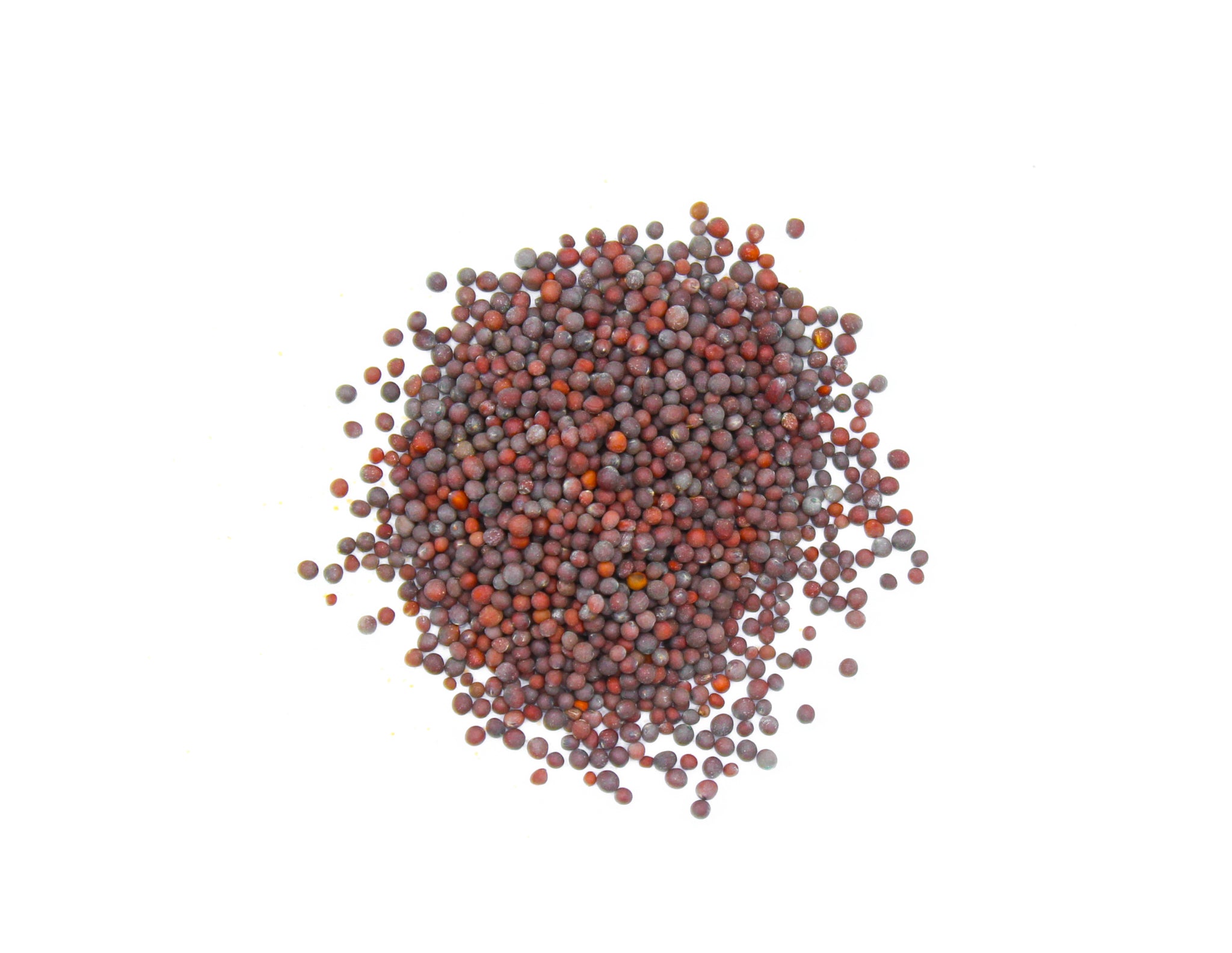 Black Mustard Seeds, Rai, Sarson, Kali Sarson, Schwarzer Senf, Moutarde noire, Senape nera, Mostaza negra, 黑芥末籽, الخردل الأسود, Mustard Black