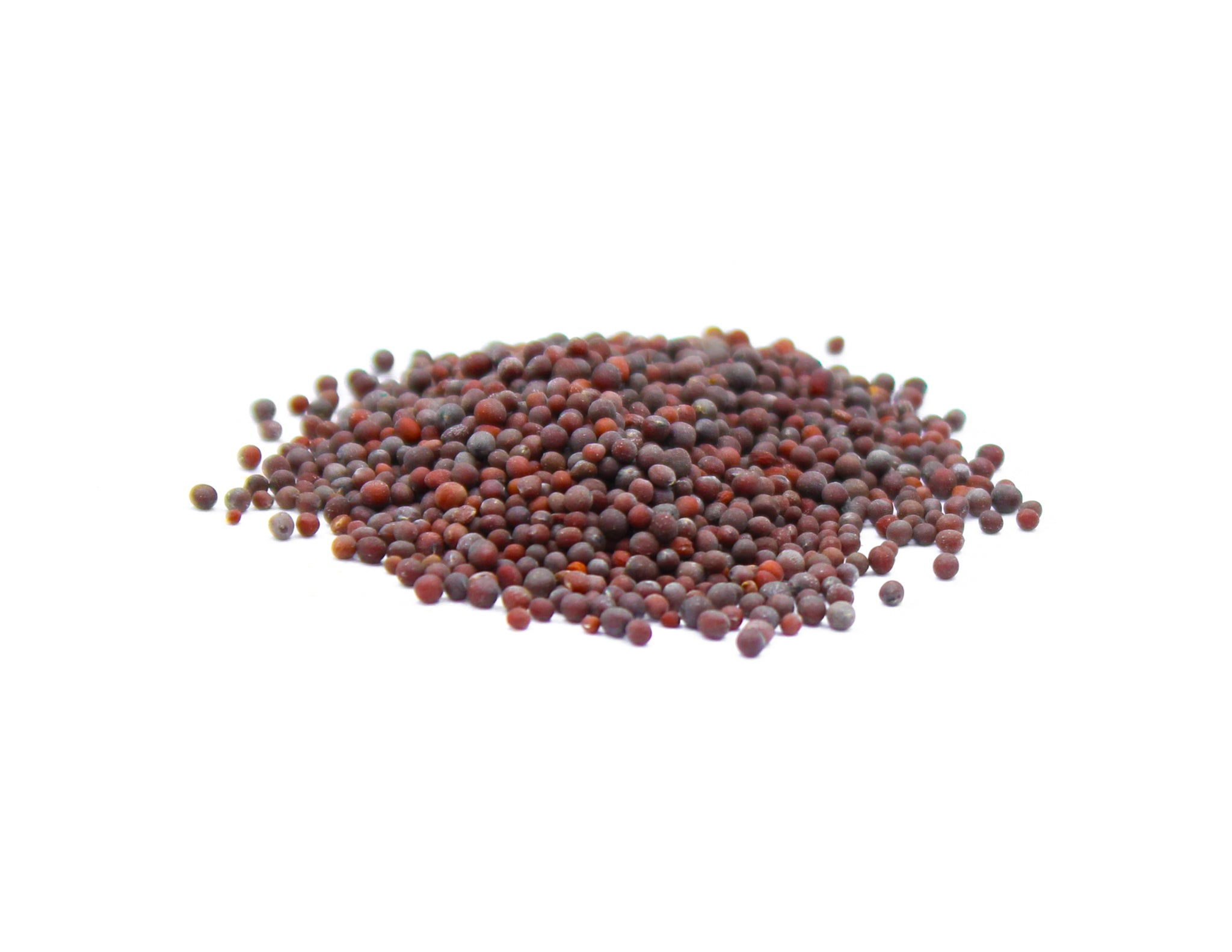 Black Mustard Seeds, Rai, Sarson, Kali Sarson, Schwarzer Senf, Moutarde noire, Senape nera, Mostaza negra, 黑芥末籽, الخردل الأسود, Mustard Black