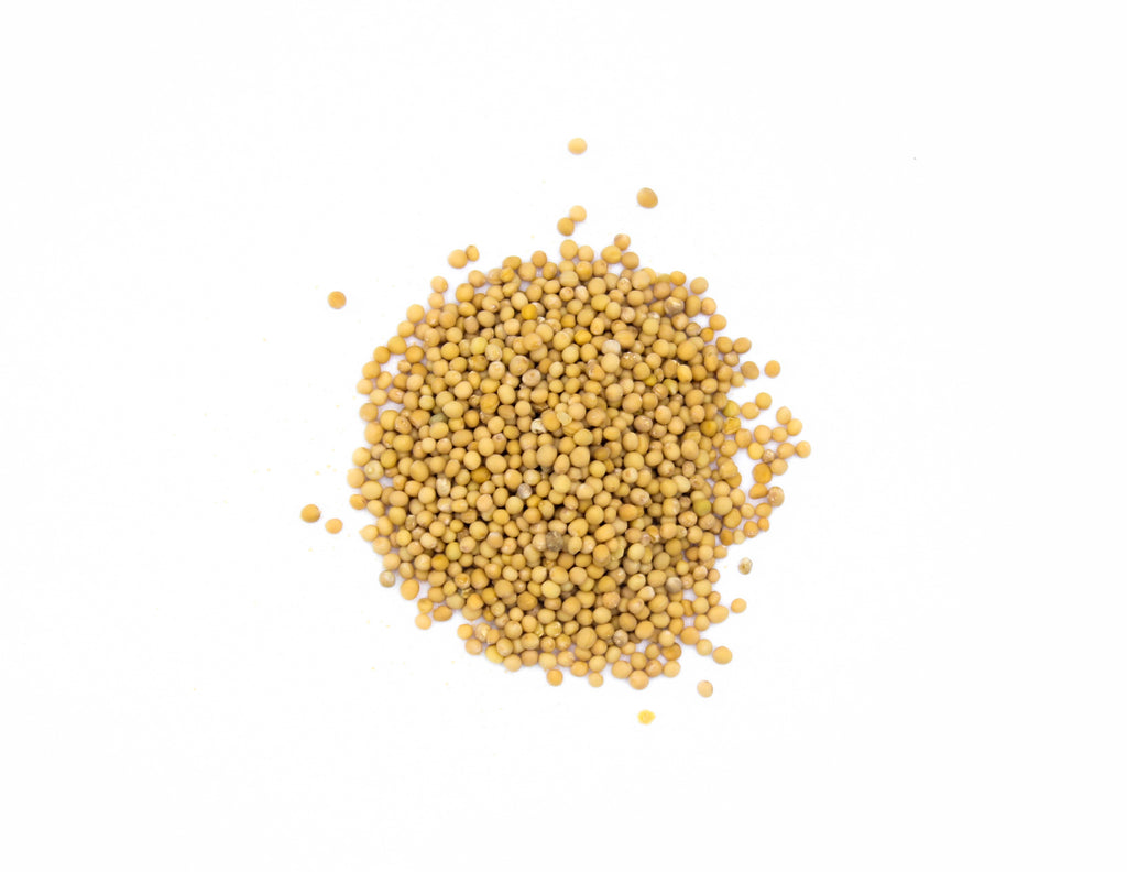 Yellow Mustard Seeds, White Mustard, Brassica hirta, American Mustard, Spirit Mustard, English Mustard, 白芥子, مستردة صفراء, Mostarda gialla, Moutarde blanche, Gelbe Senfsamen