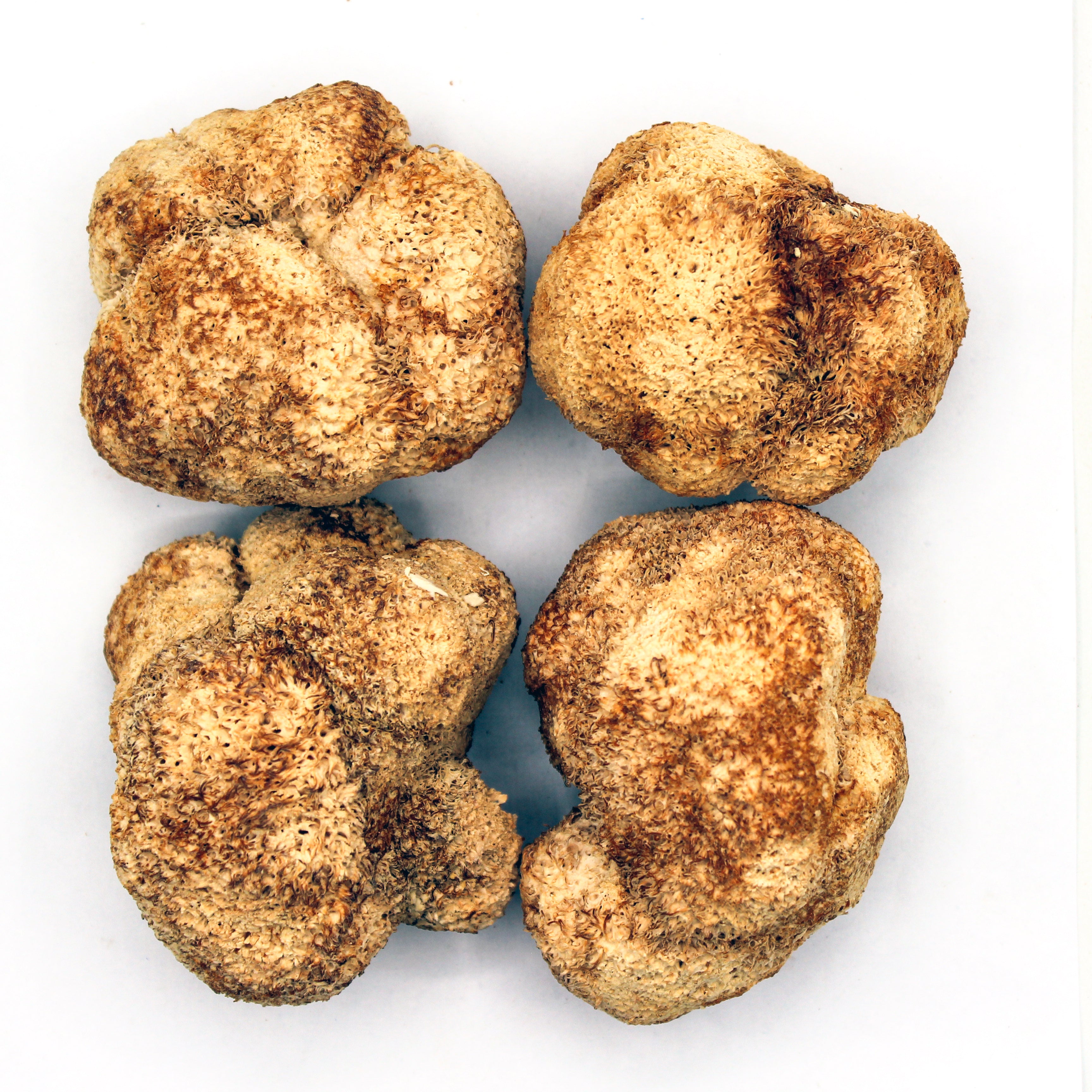 Lion's Mane Mushroom