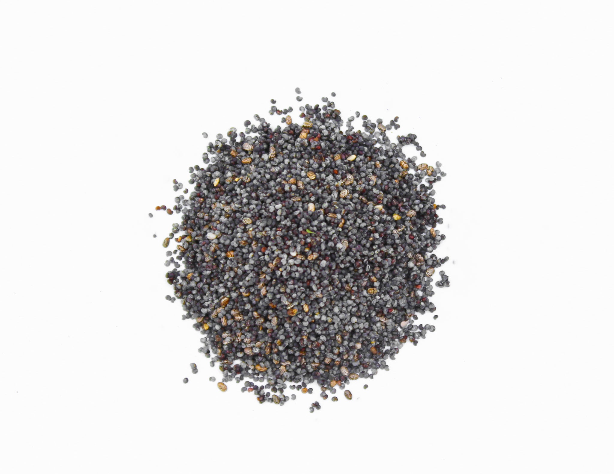 Poppy Seeds Blue, Blue Poppy, Mohnsamen, Graines de Pavot Bleu, Semillas de Amapola Azul, ブルーポピーの種, زراعة الخشخاش الأزرق