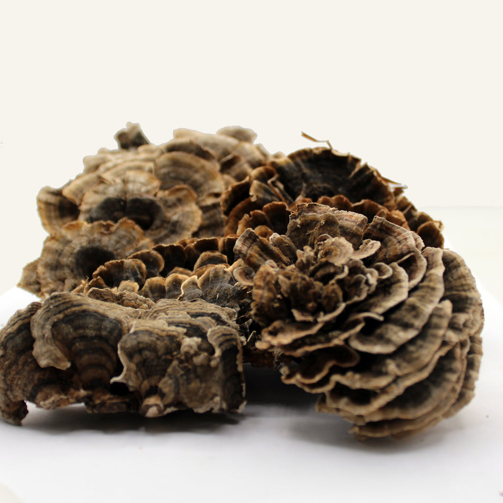 Turkey Tail Mushroom