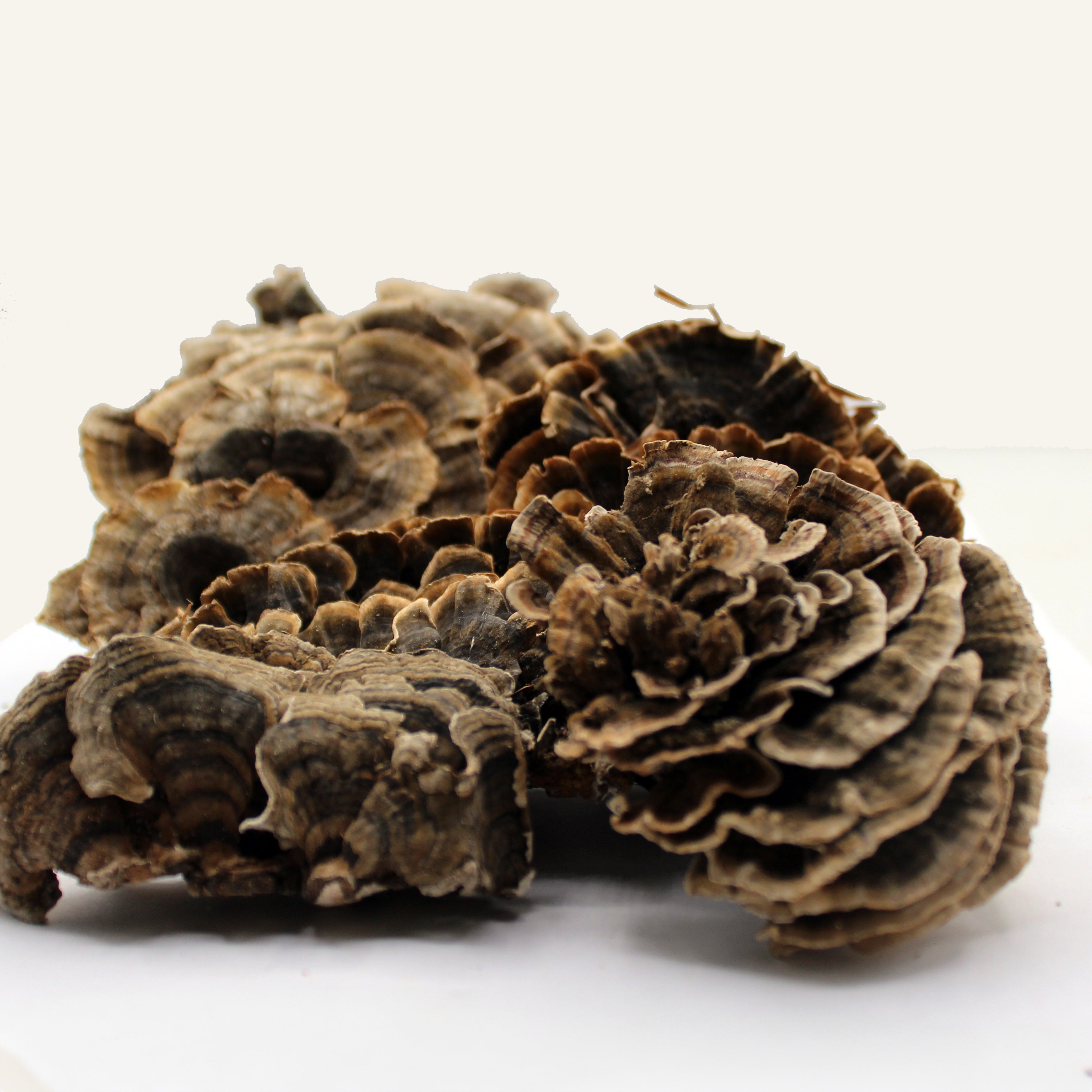 Turkey Tail Mushroom