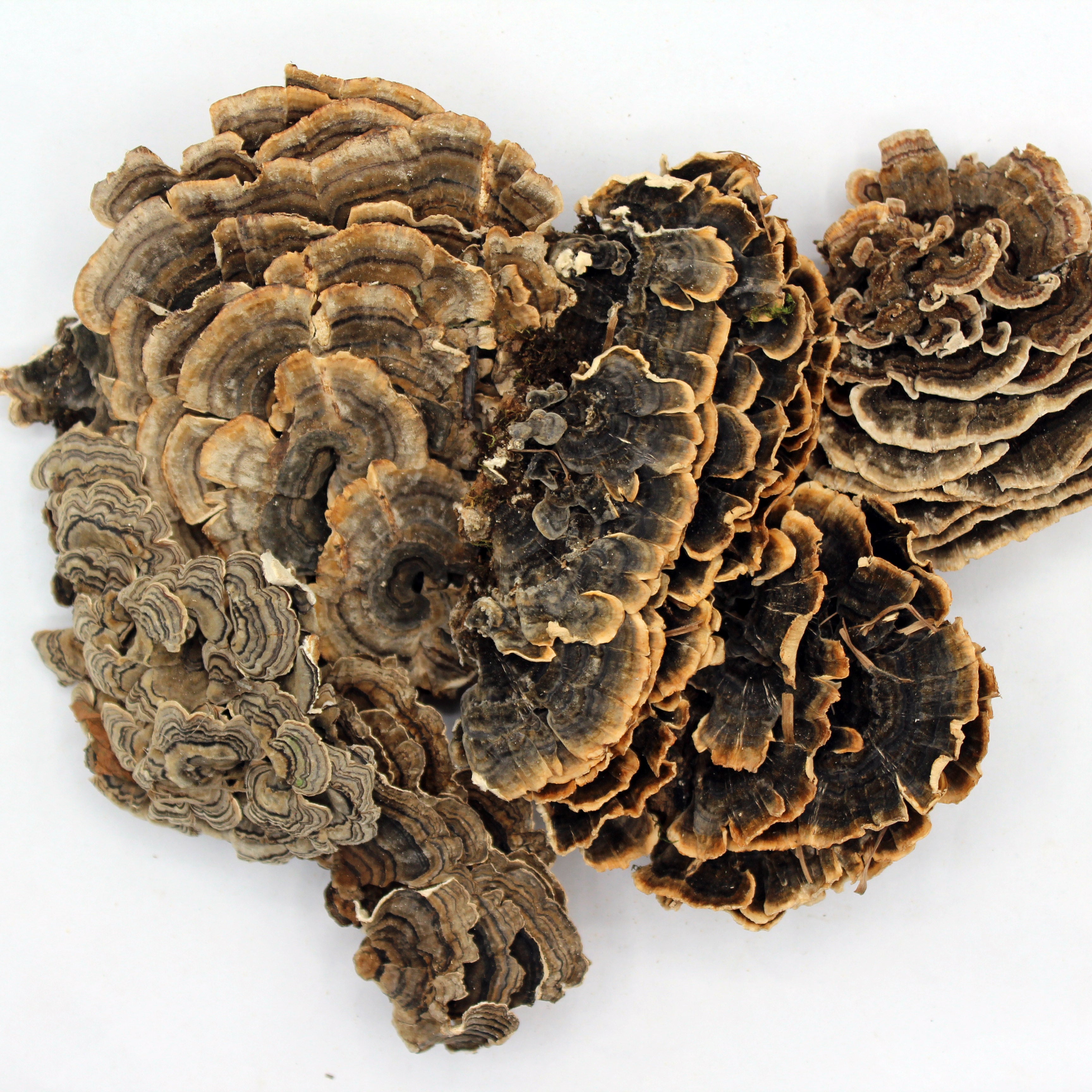 Turkey Tail Mushroom